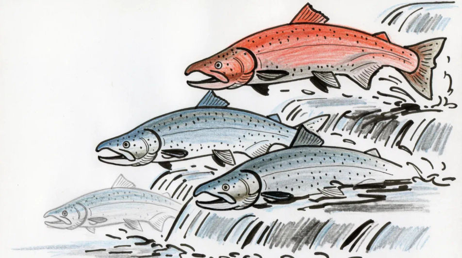 Salmon run over a river step