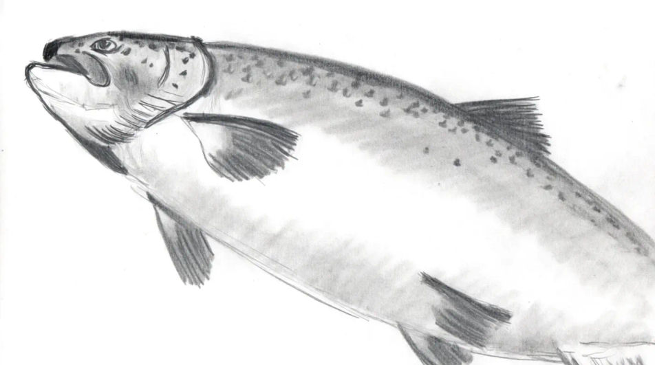 Seen from below in open water