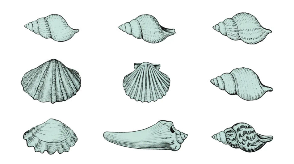 Shell collection laid in a grid