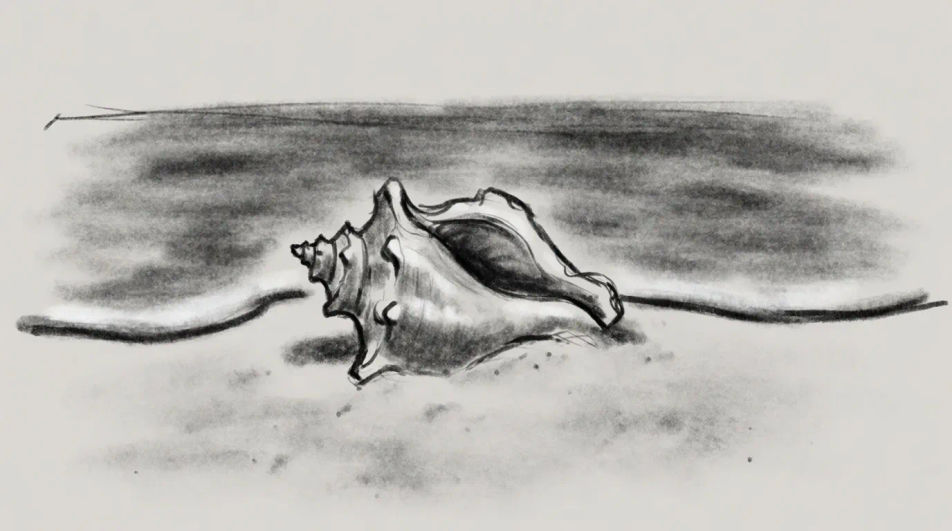 Conch at the tide line