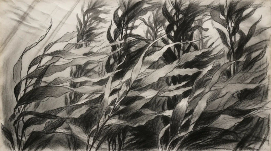 Kelp forest with light shafts