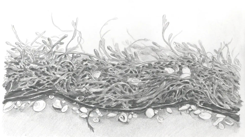 Strandline on a beach
