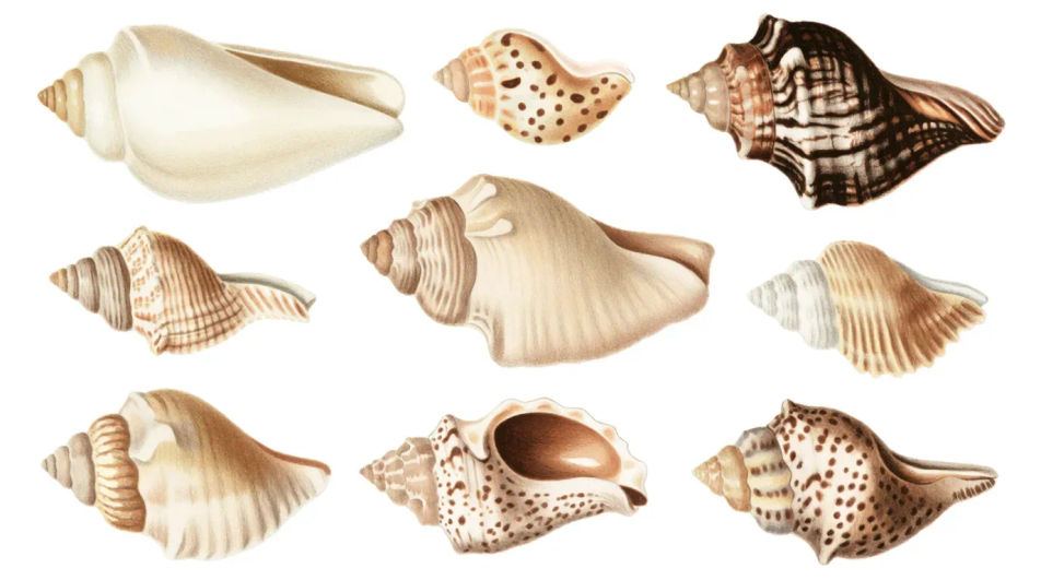Shell collection laid out