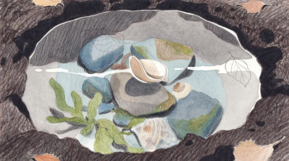 Rock pool with shells