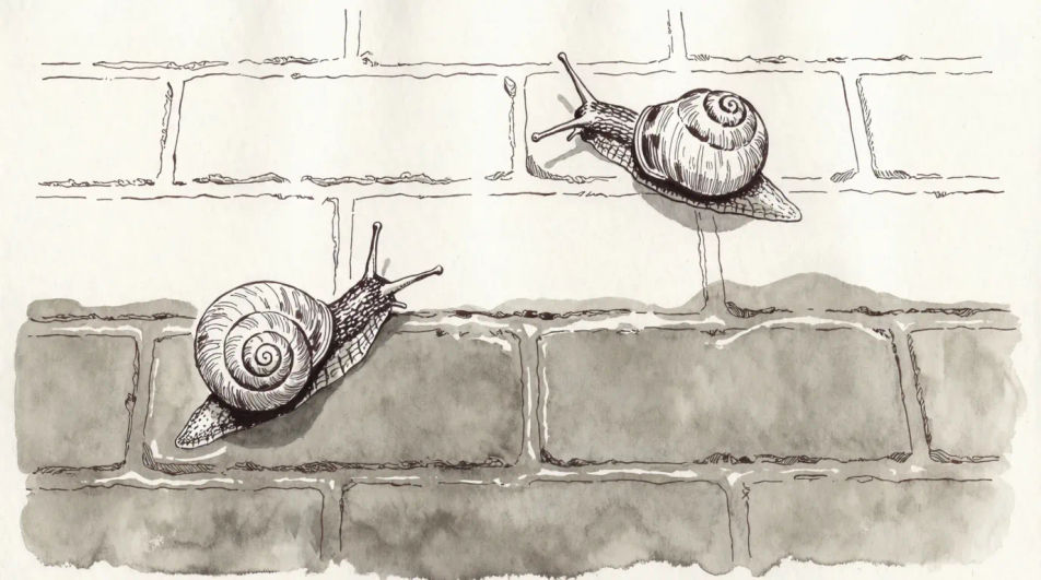 Garden wall in ink and wash