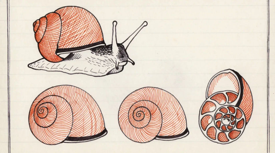 Shell study sheet