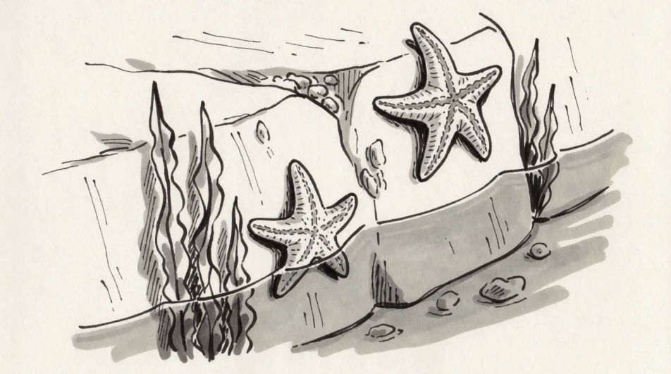 Rock pool in ink and wash