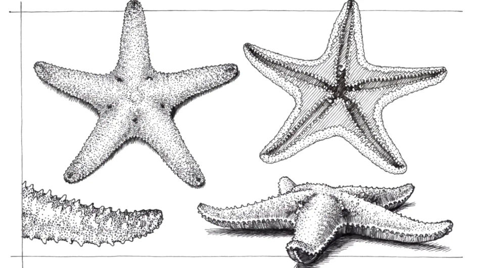 Starfish study sheet