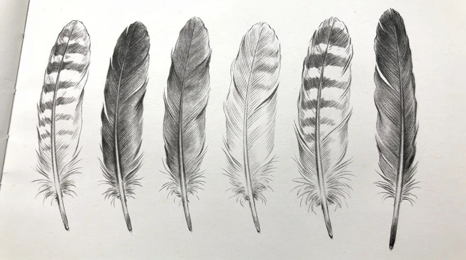 Feather study sheet