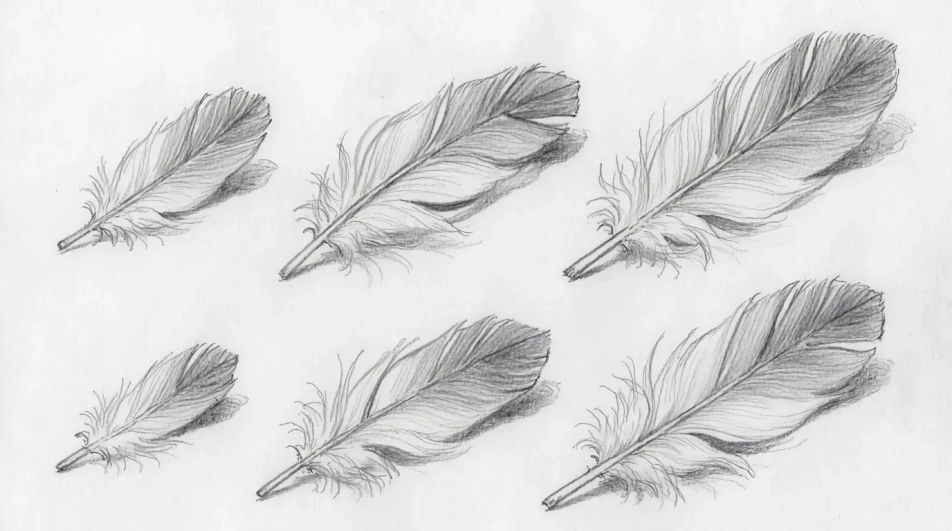 Feather study sheet