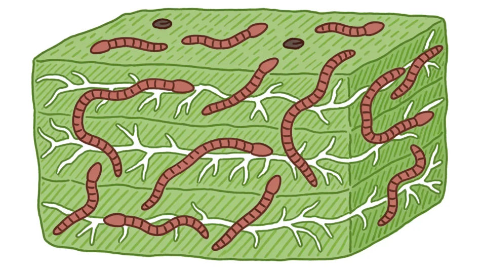 Soil cross section