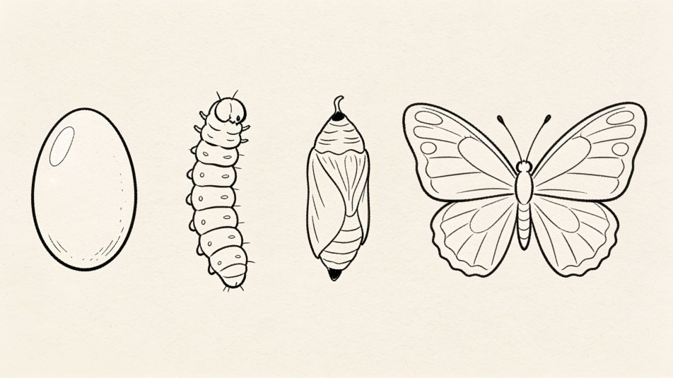 Life cycle outline set
