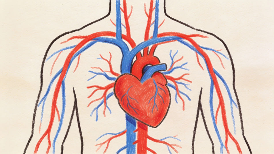 Circulation diagram