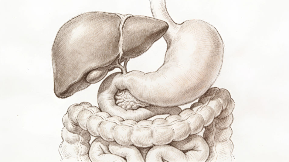 Digestive system in place