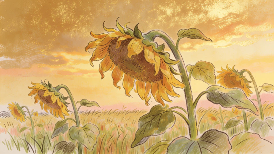 Sunflowers at the end of summer
