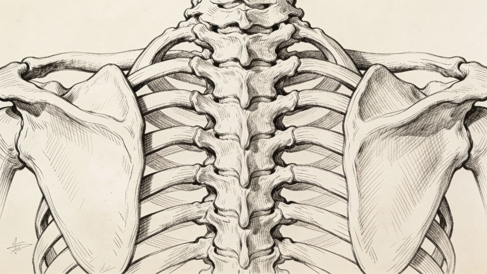Spine and ribcage