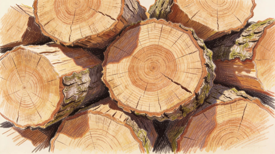 Wood pile