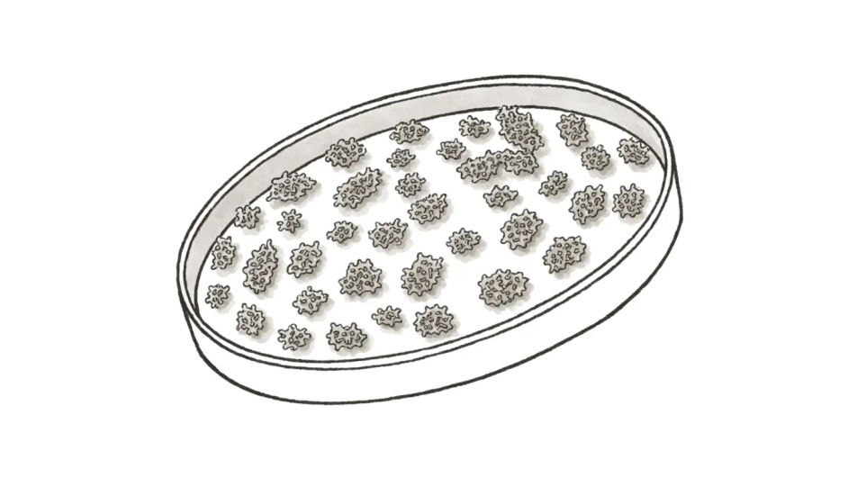 Colony in a petri dish