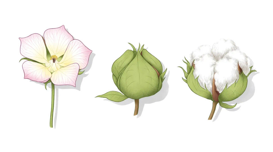 Boll, flower and seed compared