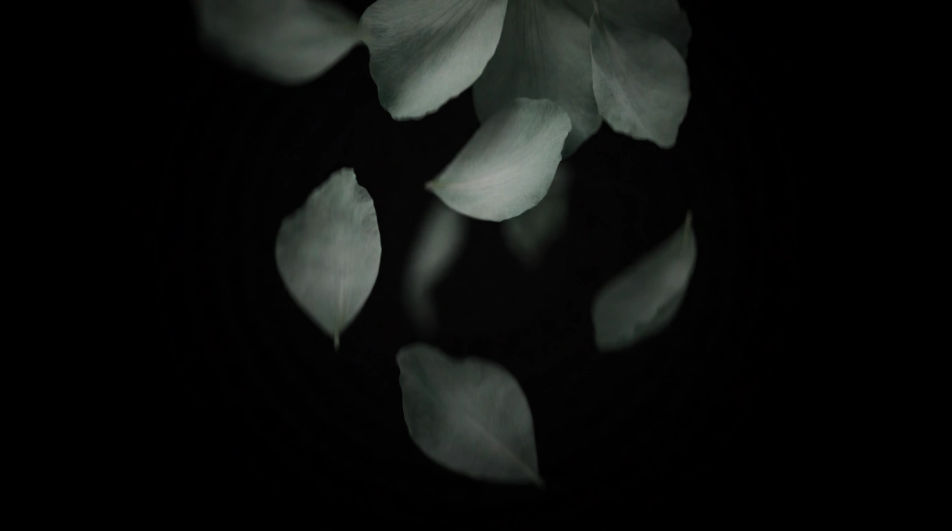 Falling petals