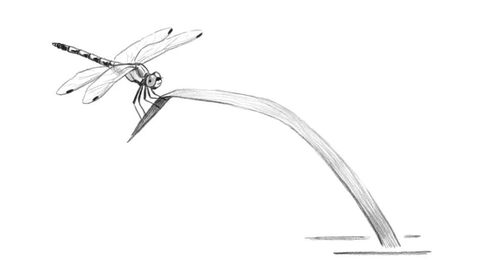 Dragonfly resting on a reed