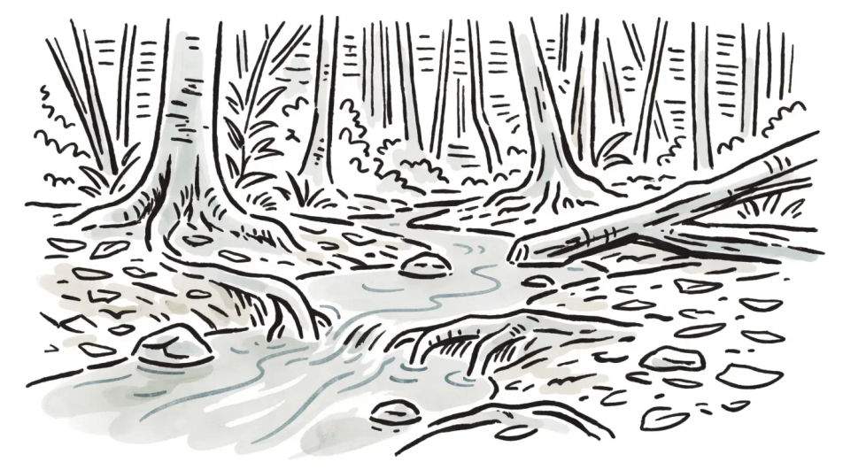 Stream on the forest floor