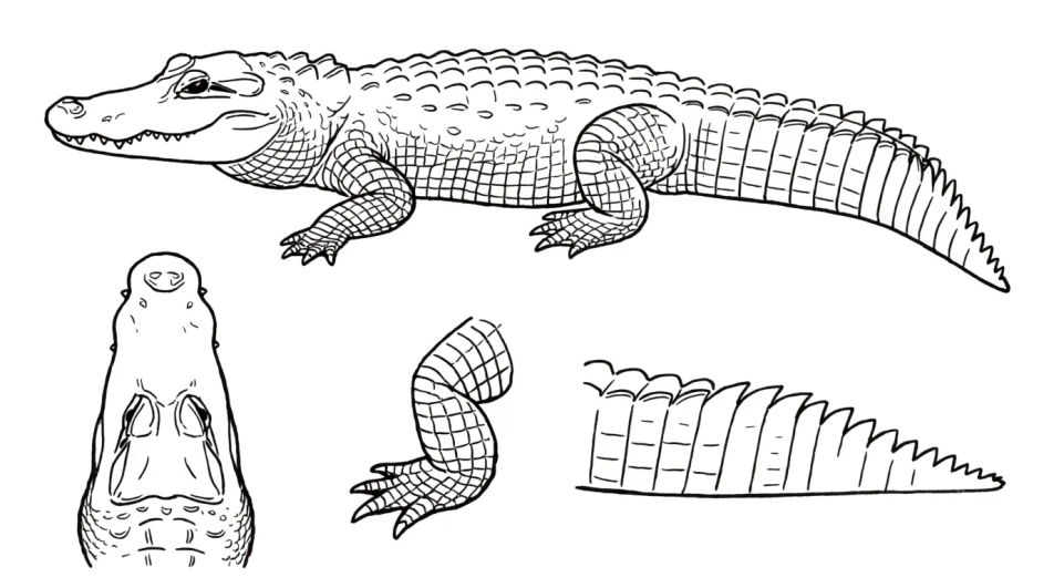 Alligator study sheet