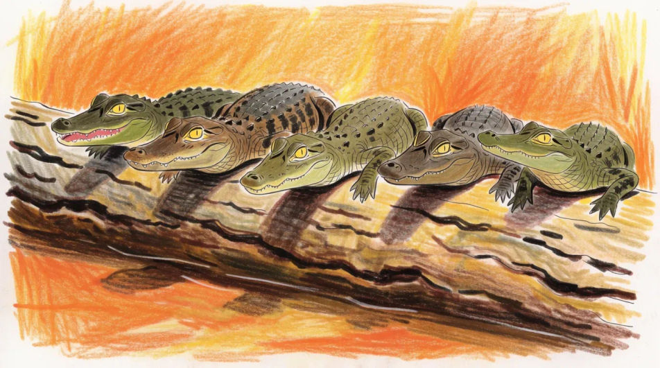 Hatchlings on a log