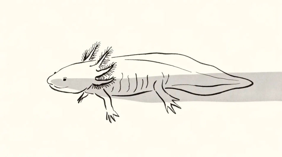 Swimming in ink and wash