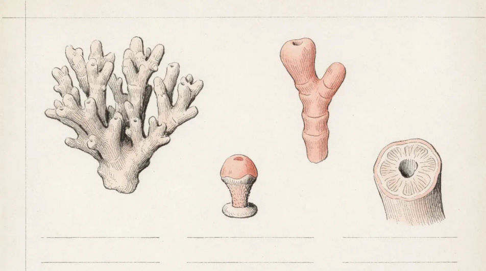 Specimen study sheet