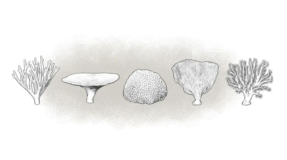 Growth form comparison row