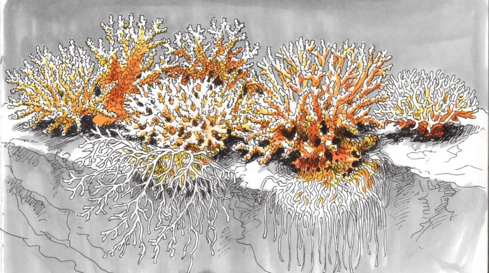 Rock ledge in ink and wash
