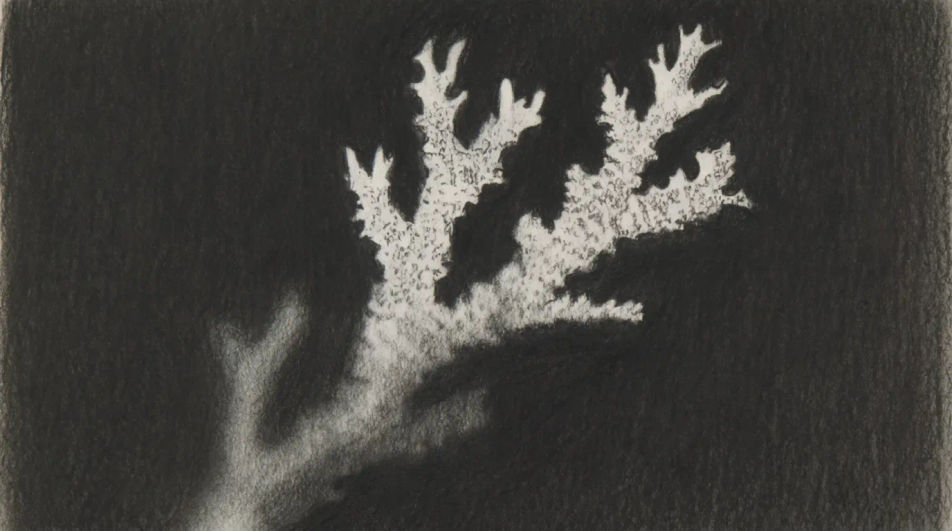 Bleached colony in charcoal