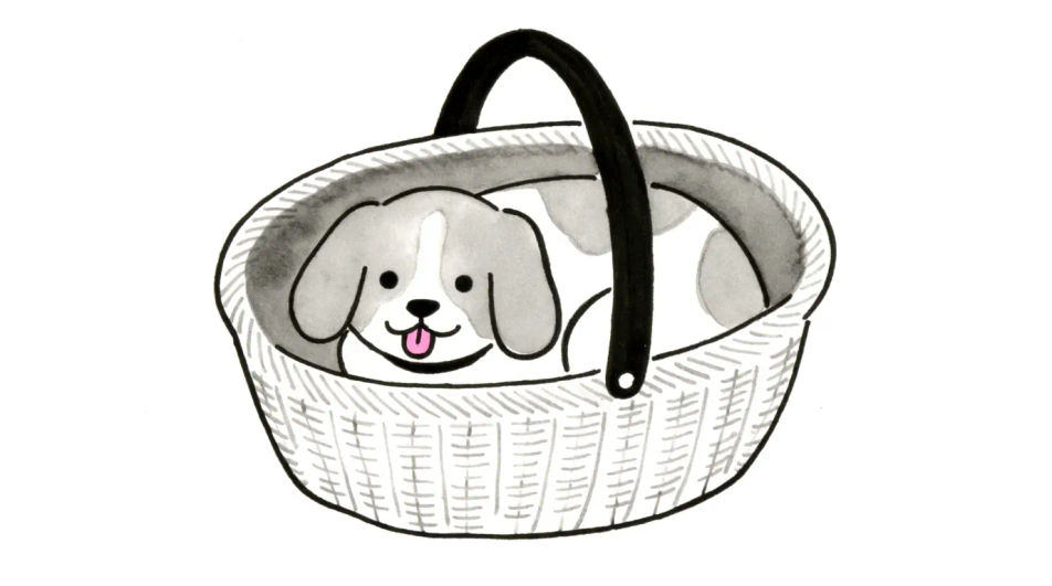 Dog in a basket