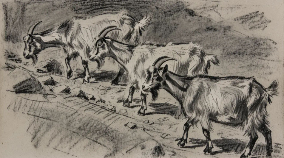 Goats on rocks at dusk