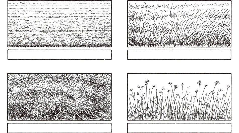 Grass texture study sheet