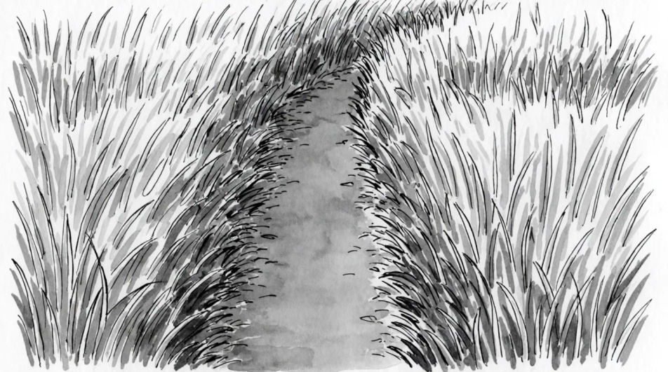 Path through long grass