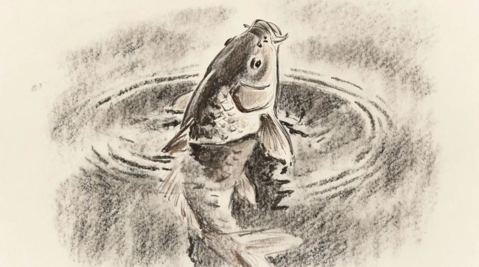 Koi breaking the surface in charcoal