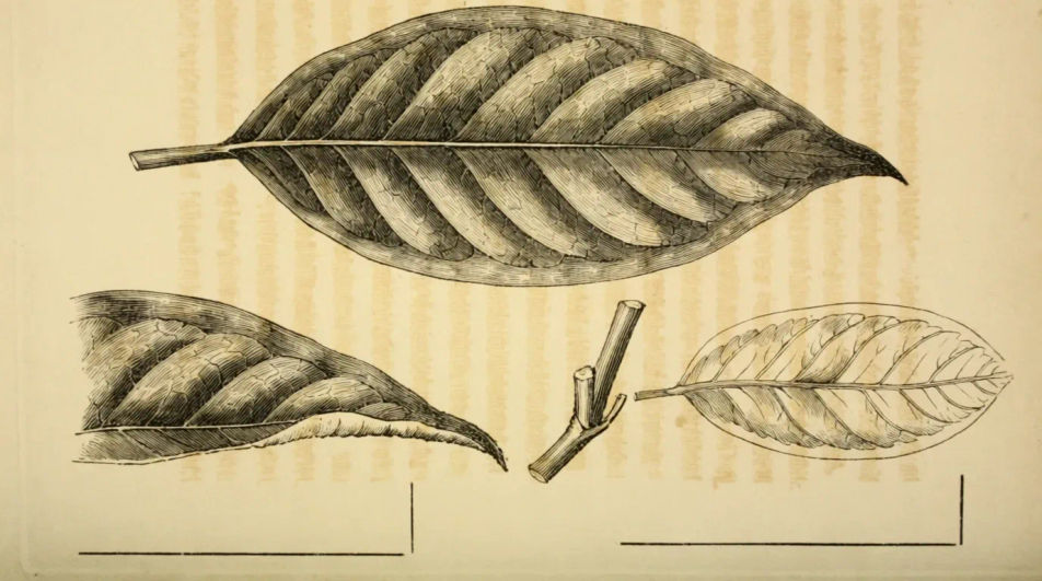 Botanical study sheet