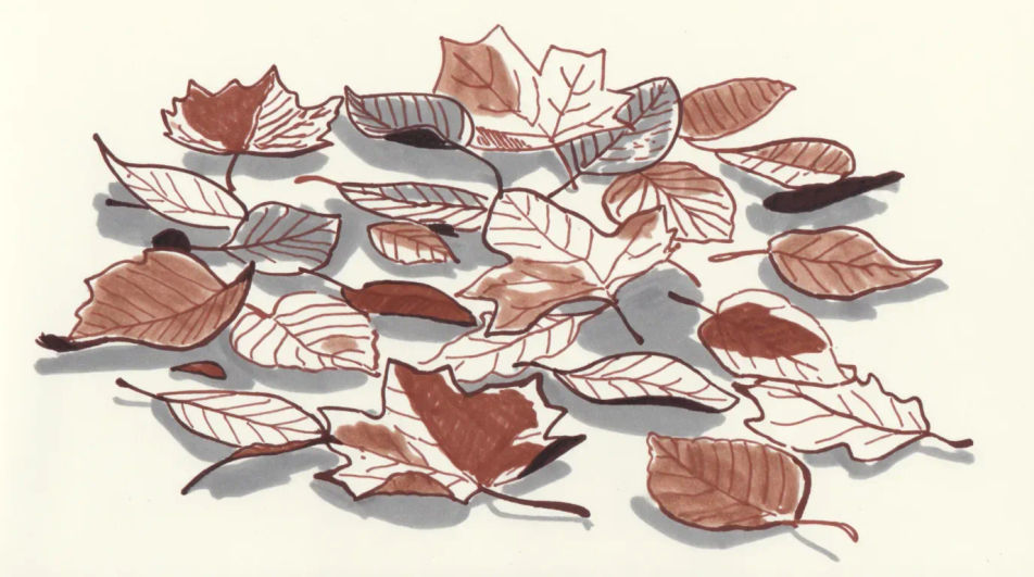 Fallen leaves on ground in ink and wash