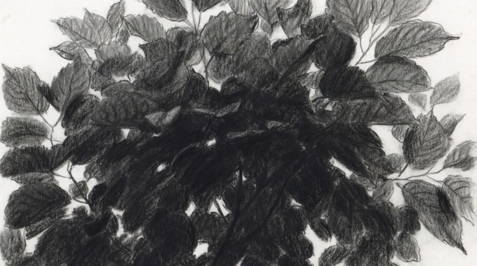 Canopy from below in charcoal
