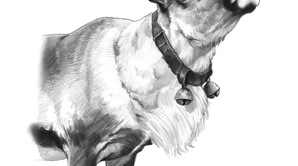 Harness and bells close crop