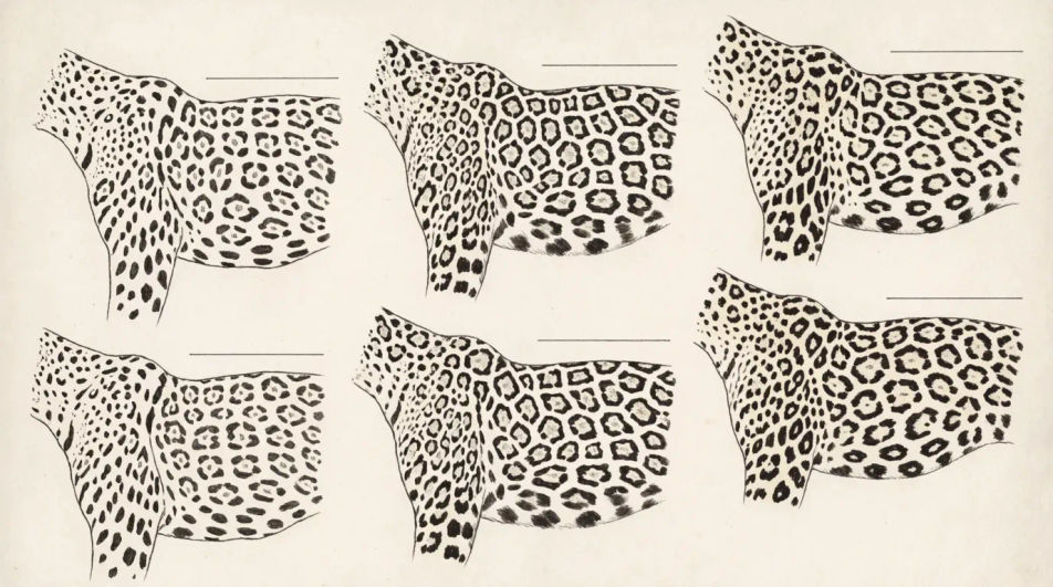 Rosette pattern study sheet