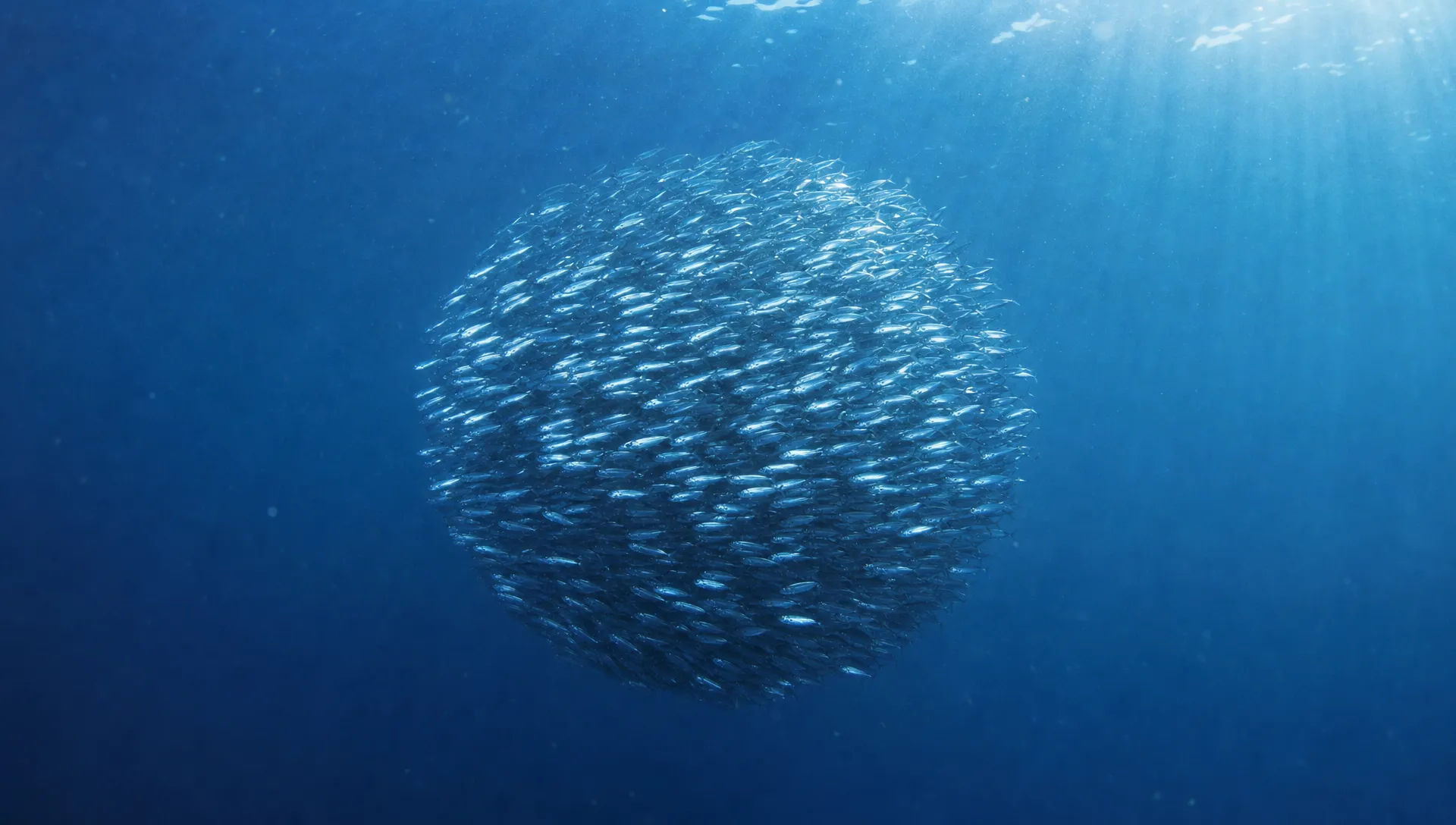 A bait ball swirling in open water