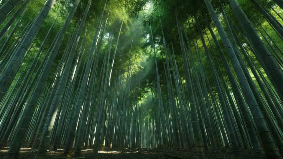 Sunlit grove panorama