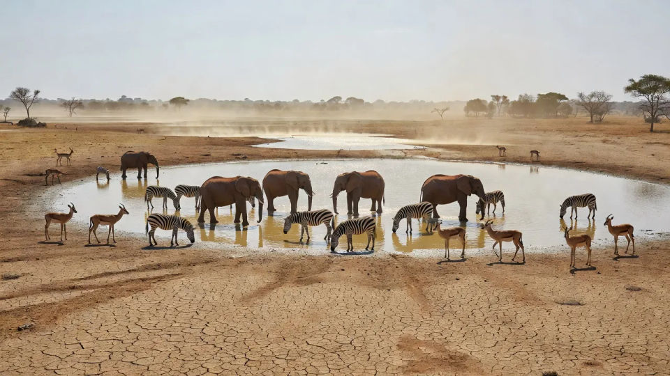 Dry-season watering hole