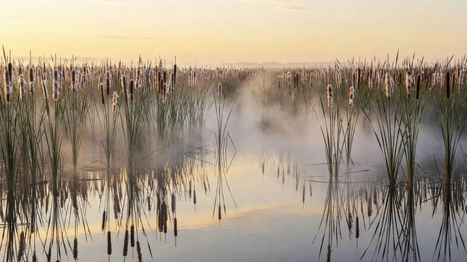 Reed marsh at dawn