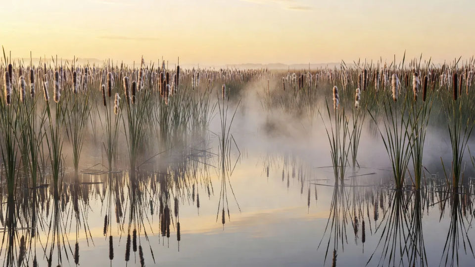 Reed marsh at dawn