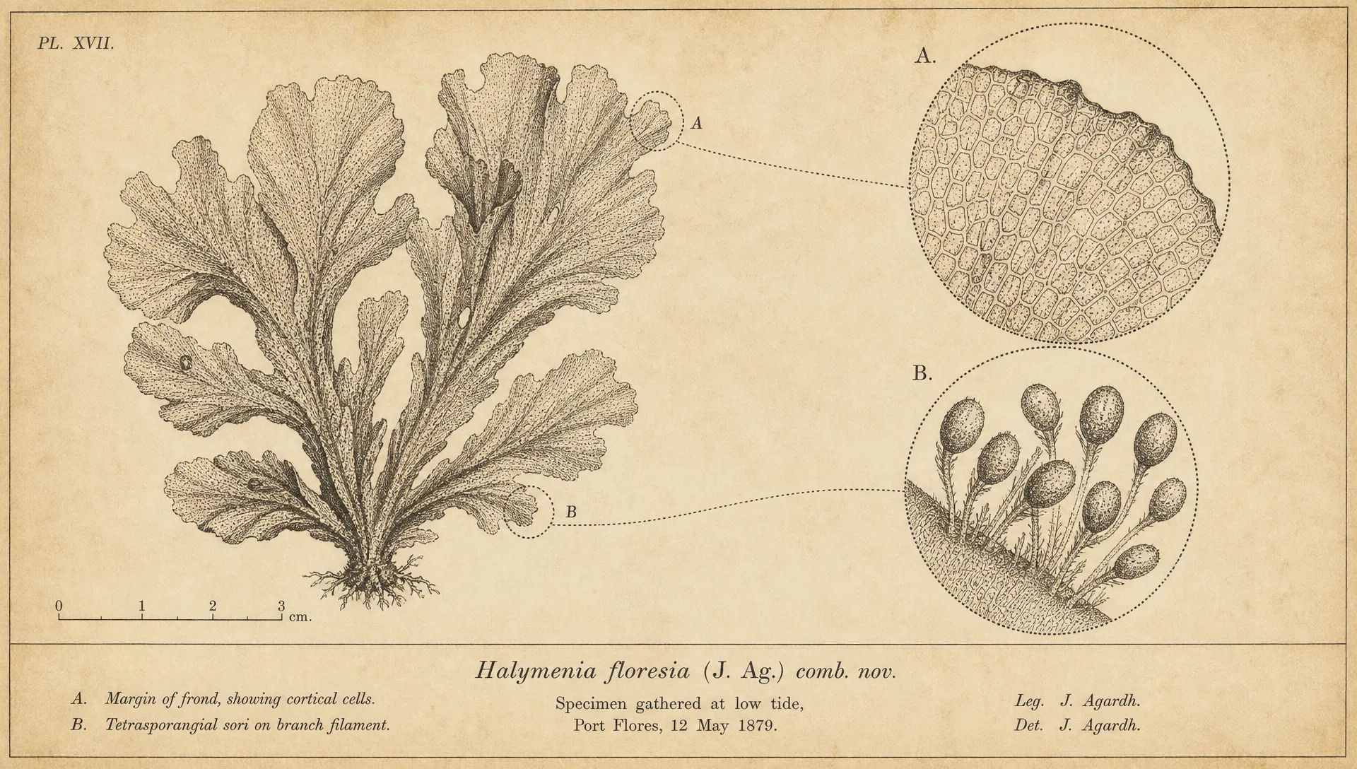 Detail inset layout