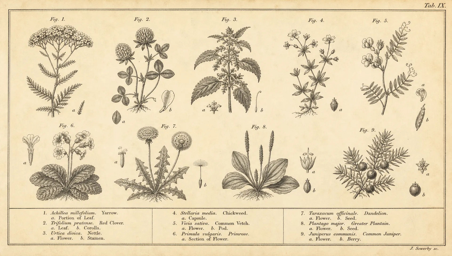 Botanical study sheet